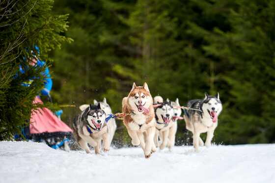 Husky team running through Lapland snow