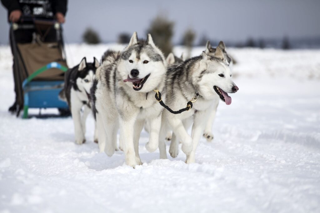 Kolmen kilometrin huskyajelu lumisessa Vuokatissa