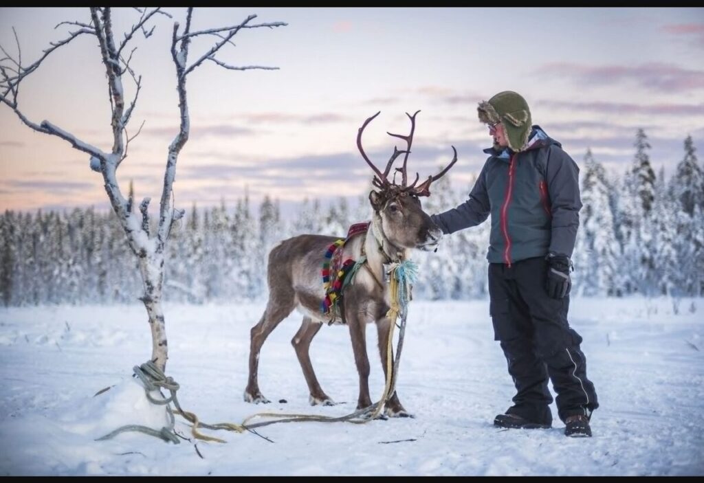 Poroja lumisen aitauksen vieressä Suomussalmen porotilalla
