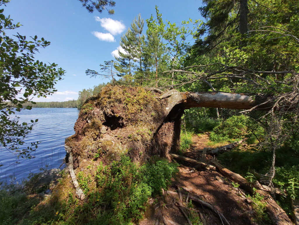 Metsäpolku Ruuhijärvellä Nuuksion kansallispuistossa