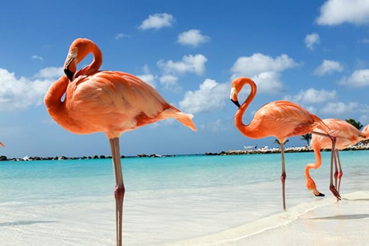 Flamingos in shallow turquoise water in Aruba