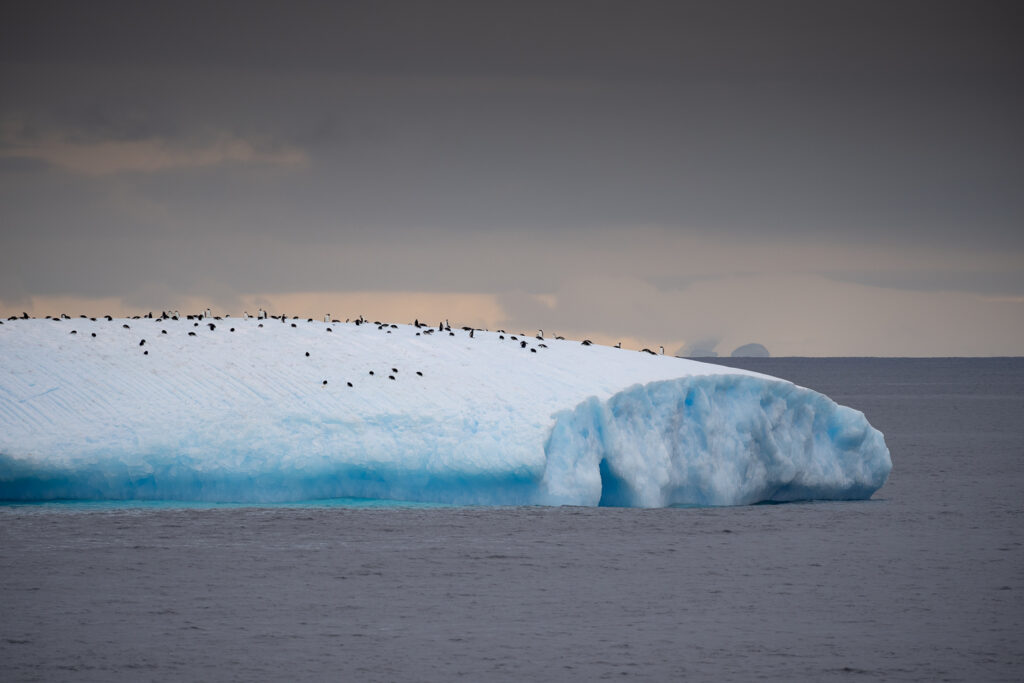 Penguin colony resting on a blue Antarctic iceberg