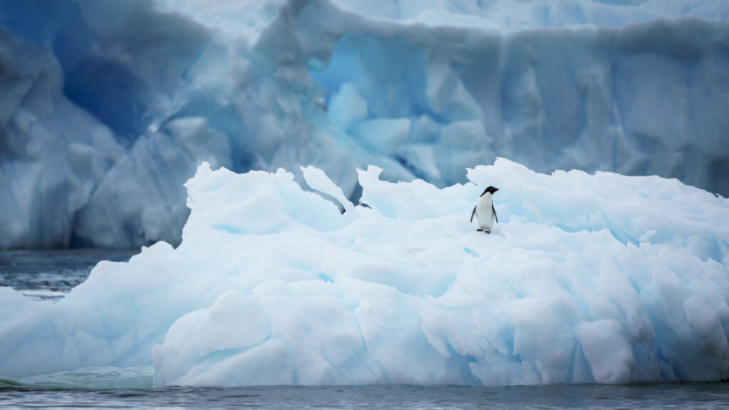 Adélie penguin standing on blue Antarctic ice