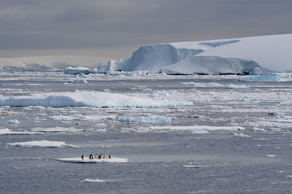 Penguins on a small ice floe surrounded by Antarctic pack ice